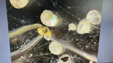 Türkiye'nin Biyolojik Zenginliği Artıyor: 29 Yeni Endemik Salyangoz Türü Keşfedildi