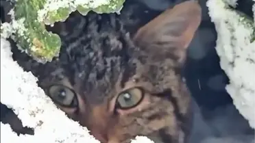 Nadir yaban kedisinin fotoğraf tuzağındaki görüntüsü