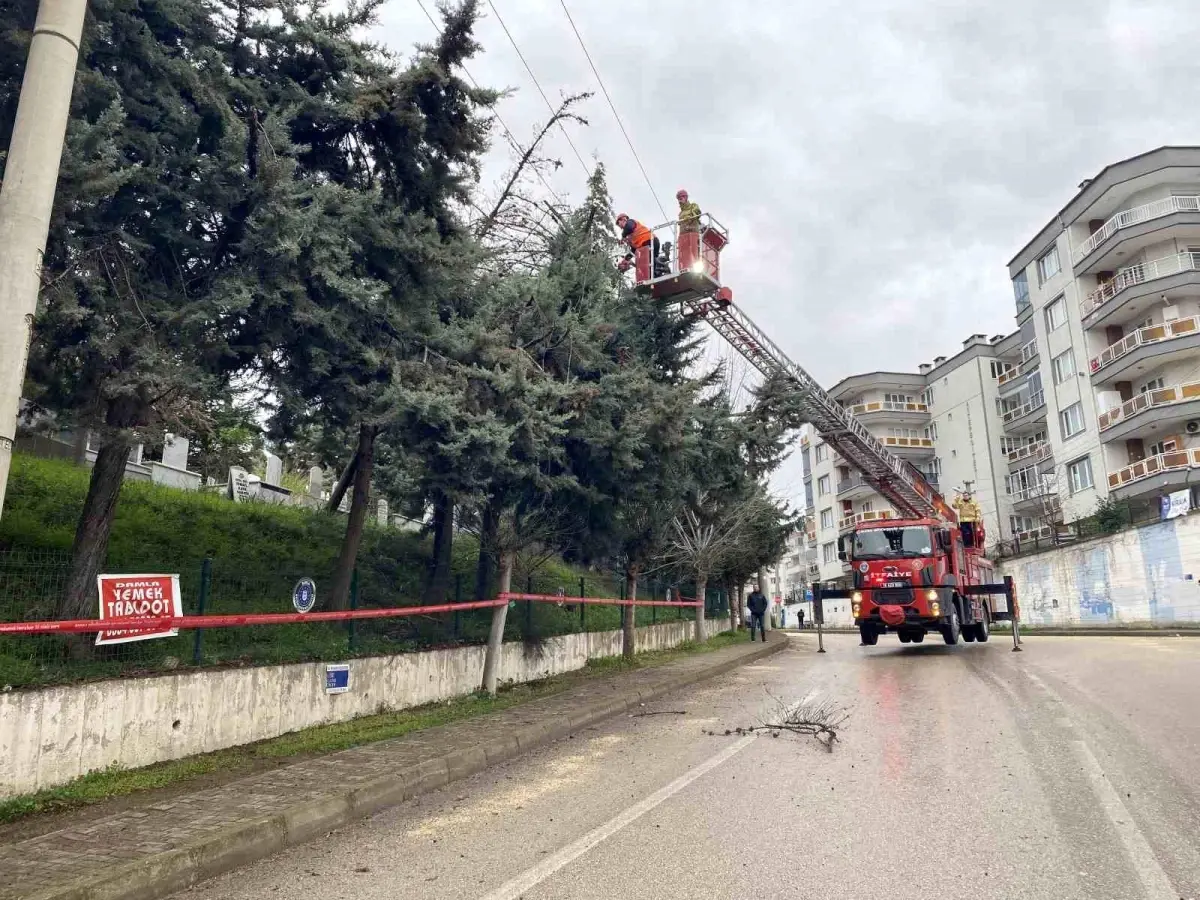 Mudanya’da Şiddetli Lodos Ağaçları Devrerek Elektrik Hatlarını Tehlikeye Attı