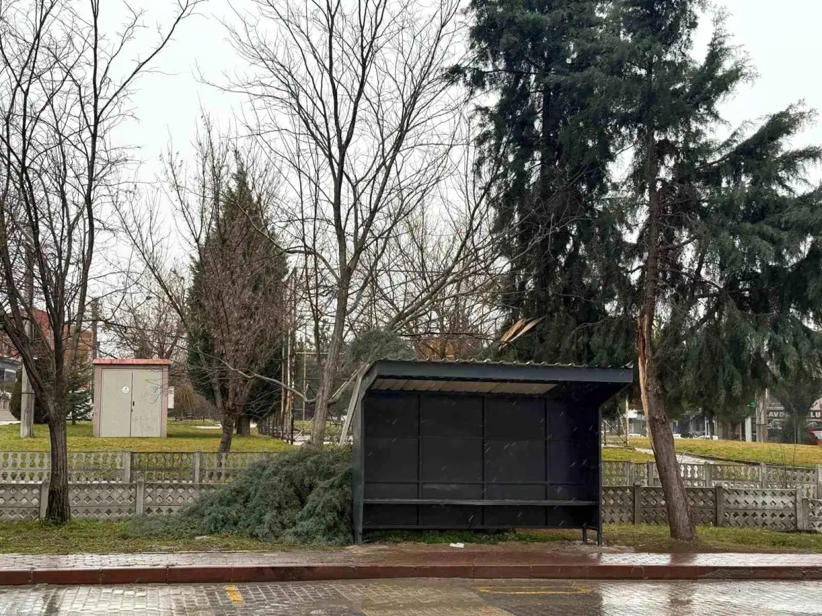 Tavşanlı’da Şiddetli Rüzgar Sokakları Salladı, Ağaç Devrildi