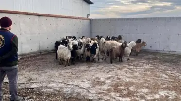 Bulunan koyunlar jandarma aracılığıyla sahibine teslim edildi