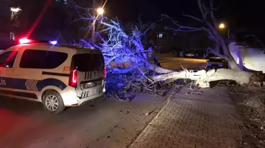 Ereğli'de rüzgar sonrası yıkılan çatı ve devrilen ağaç