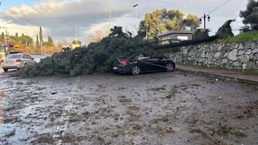 Kocaeli'de Fırtına Şiddetli Etkili: Ağaç İki Park Halindeki Aracın Üzerine Düşerek Hasara Yol Açtı