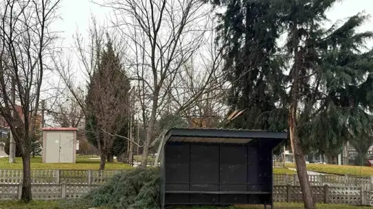 Devri̇len ağacın temizlenmiş hali