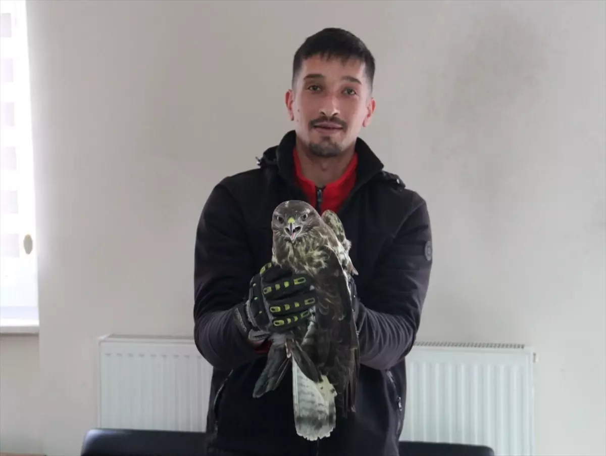 Giresun Çamoluk'ta Yaralı Kızıl Şahin Doğa Koruma'ya Teslim Edildi