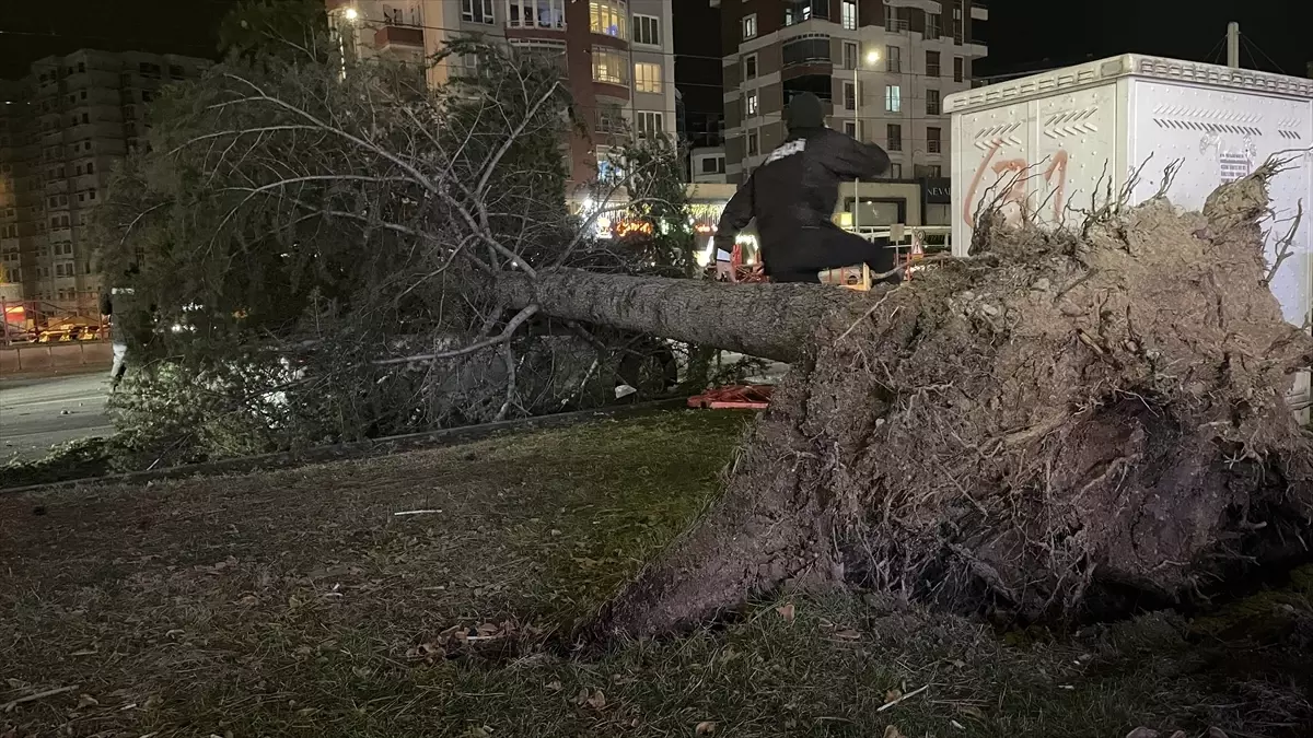 Rüzgarın devirdiği çam ağacı ve otomobil