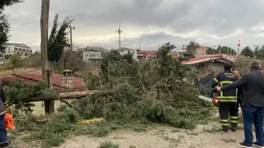 Şiddetli rüzgarda devrilen ağaçlar