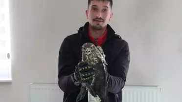 Kızıl şahin tedavi odasında