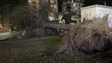 Kayseri'de Şiddetli Rüzgar Çam Ağacını Devrerek Otomobili Yıktı