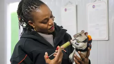 Kahraman fareler sahada