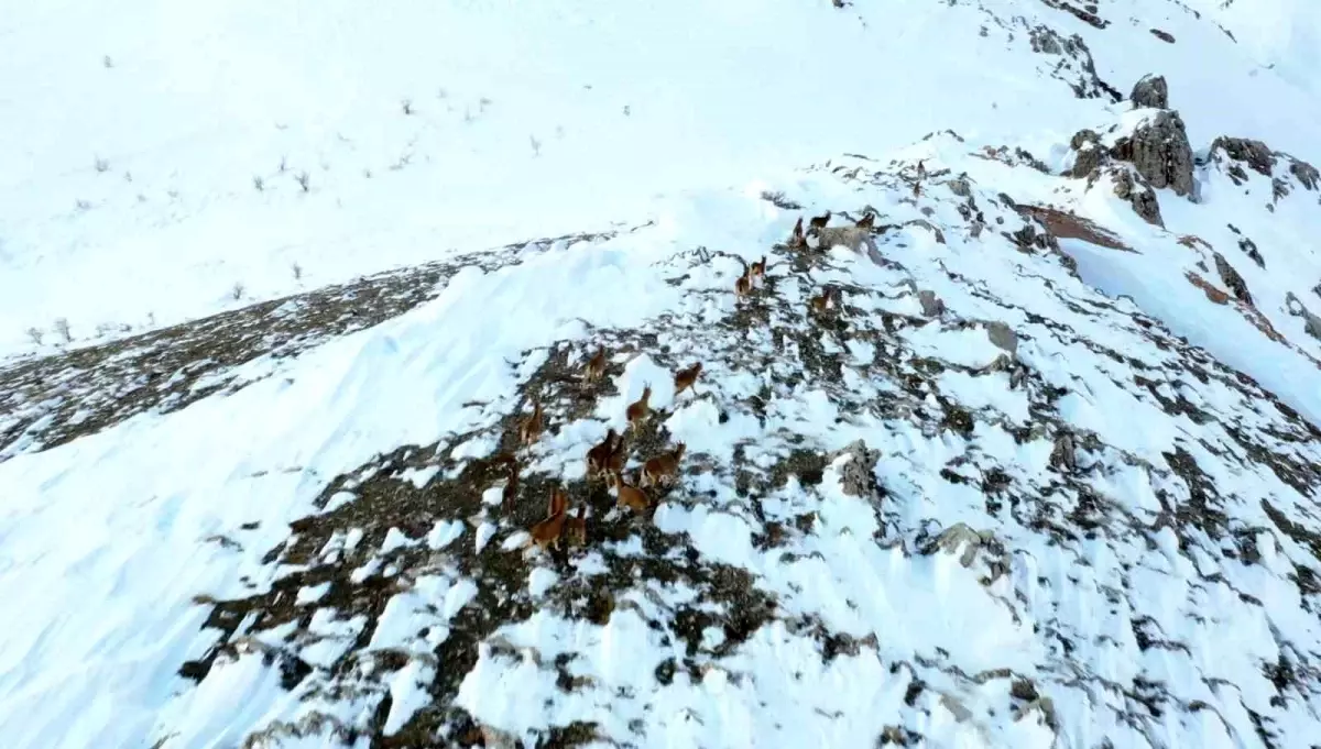 Karla kaplı dağlık arazide yaban keçileri