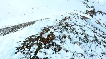 Adıyaman’da Kar Yağışı Altında Yaban Keçileri Hayatta Kalma Mücadelesi