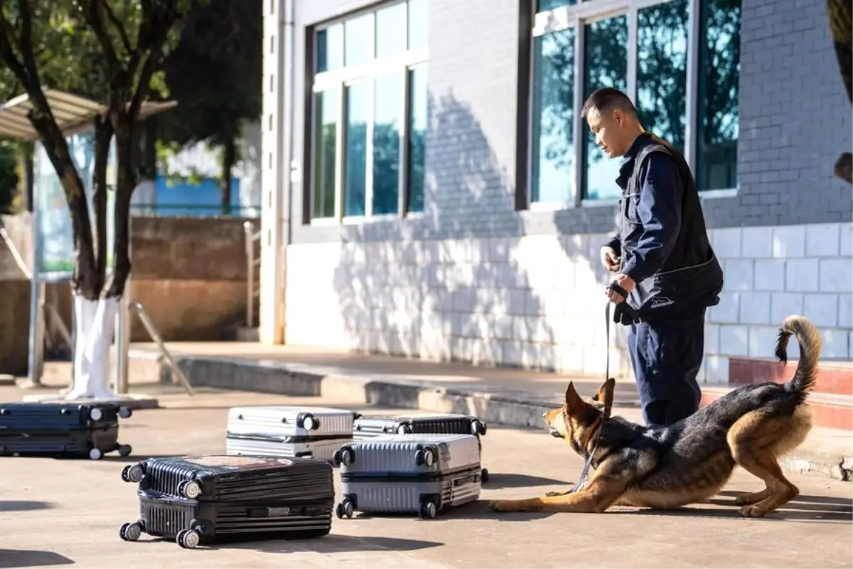 Kunming Köpeği: Çin’in Gurur Dolu Yerli Irkı