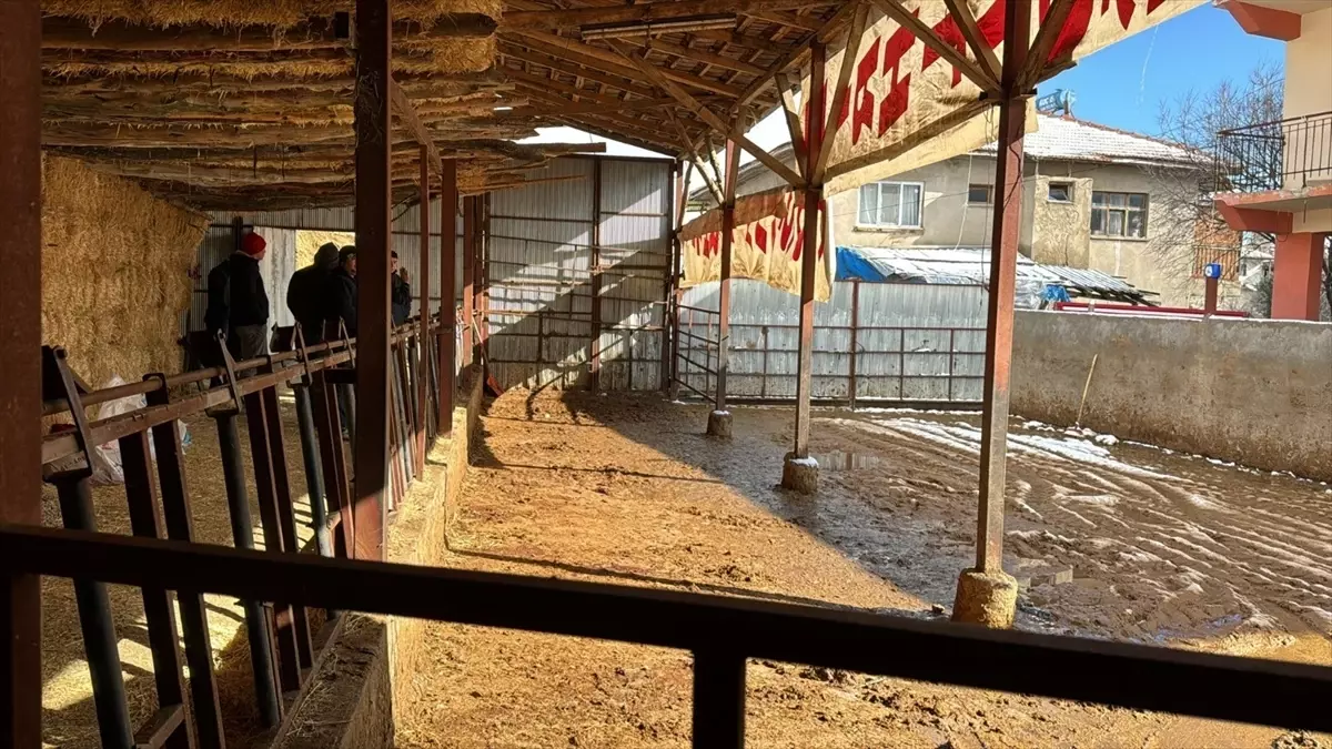 Burdur Kayış Köyünde Elektrik Kaçağı 14 Büyükbaş Hayvanı Etkiledi