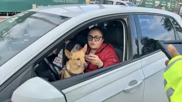 Tarsus'ta Kucağındaki Köpekle Araç Kullanan Sürücüye Uyarı Geldi