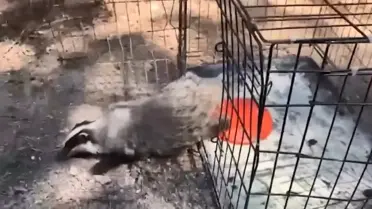 Tedavi sonrası yaban hayvanları