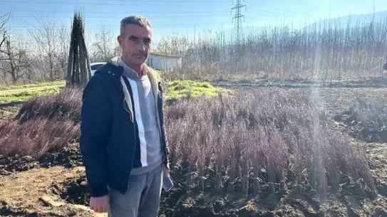 İnegöl'ün Tarımsal Başarısı: 15 Milyon Çöğür ile Dünya Çapında Fidan Seferi