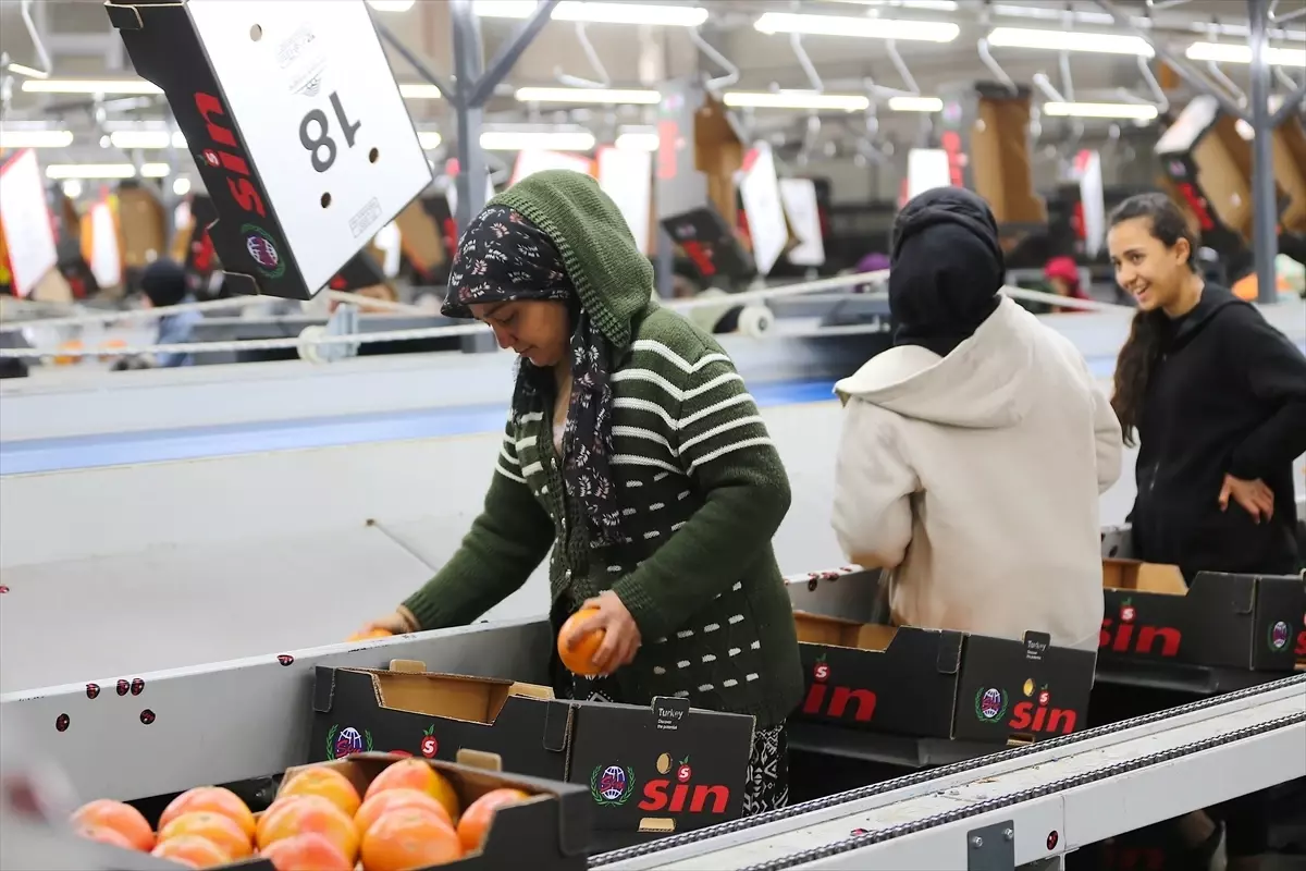 Doğu Akdeniz Bölgesi 1,7 Milyar Dolar Değerinde Yaş Meyve ve Sebze İhracatıyla Öne Çıktı