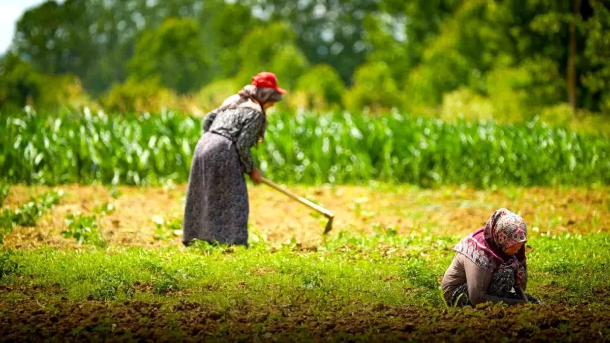 Kocaeli'de Kooperatif ve Birliklere %75 Hibe: Kadın ve Genç Çiftçilere Öncelik