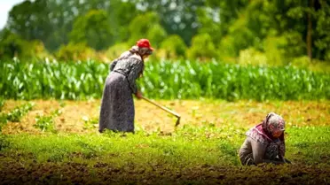 Kooperatif ve birliklere verilen tarımsal hibe