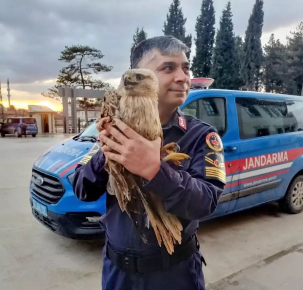 Suluova'da Yaralı Şahin Jandarmanın Müdahalesiyle Tedavi Altına Alındı