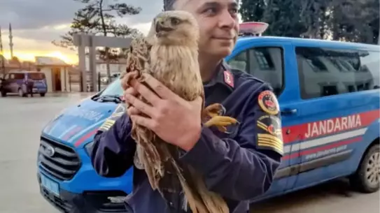 Şahinin tedavi sürecindeki görüntüsü