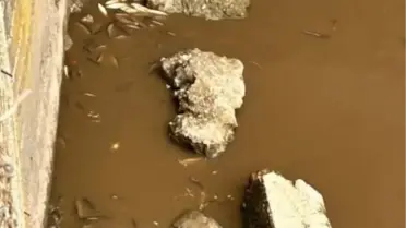 Yeşilırmak Nehri'nde balık ölümleri