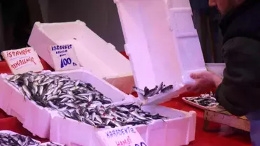 Sakarya’da İstavrit Çıkışı: Hamsi Yok, Fiyatlar Düşüşte