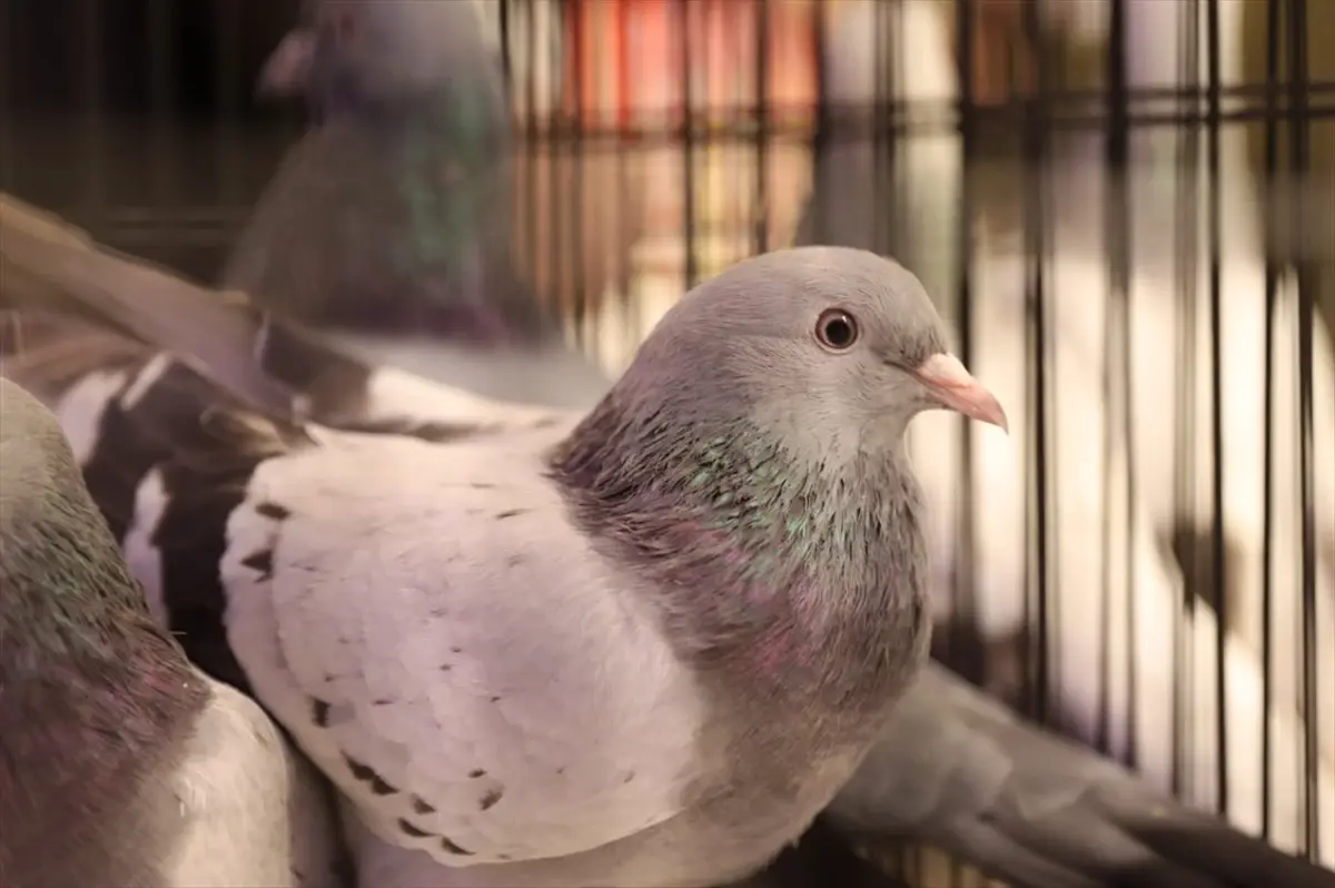 Samsun’da 500 Güvercinin Yarışı ve Kazananlar Açıklandı