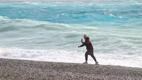 Devrilen çam ağacının istinat duvarına çarpması