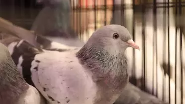 Yarışma pistindeki güvercinler