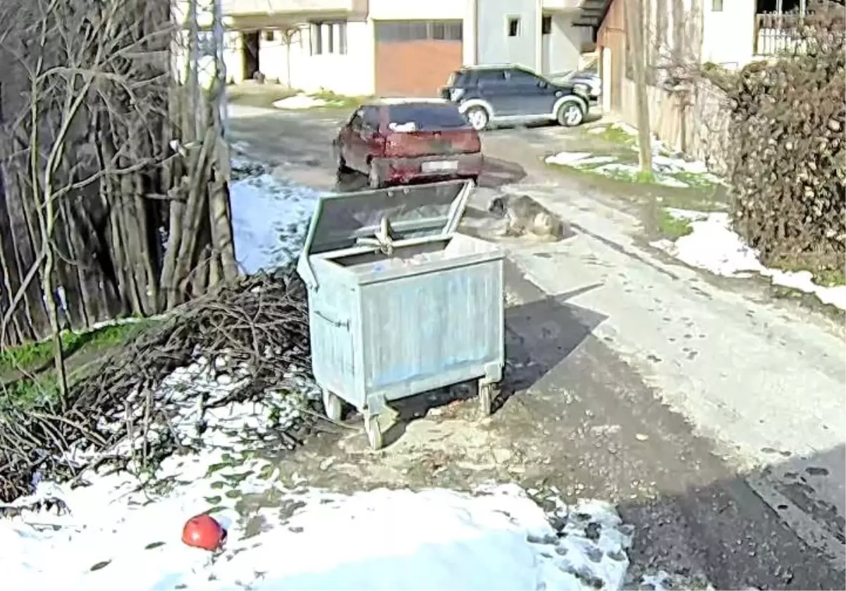 Bolu Belediye Başkanı Özcan, Çarptığı Köpeğin Röntgeninde 400 Tüy Parçası Buldu