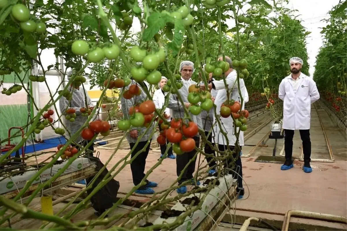 Kaymakam Güldoğan, Salihli’de Modern Sera Domatesi Üretimini İnceledi