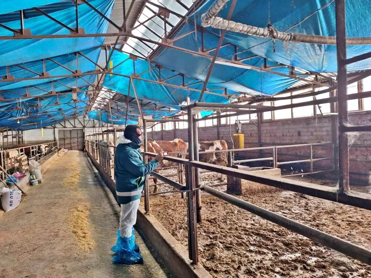 Tavşanlı’da Hayvan Besleme İthalatı İçin Yeni Çalışmalar Başladı