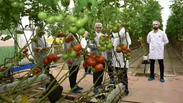 Modern sera içinde domates üretimi