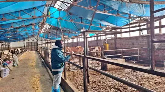 Hayvan besleme ithalatı