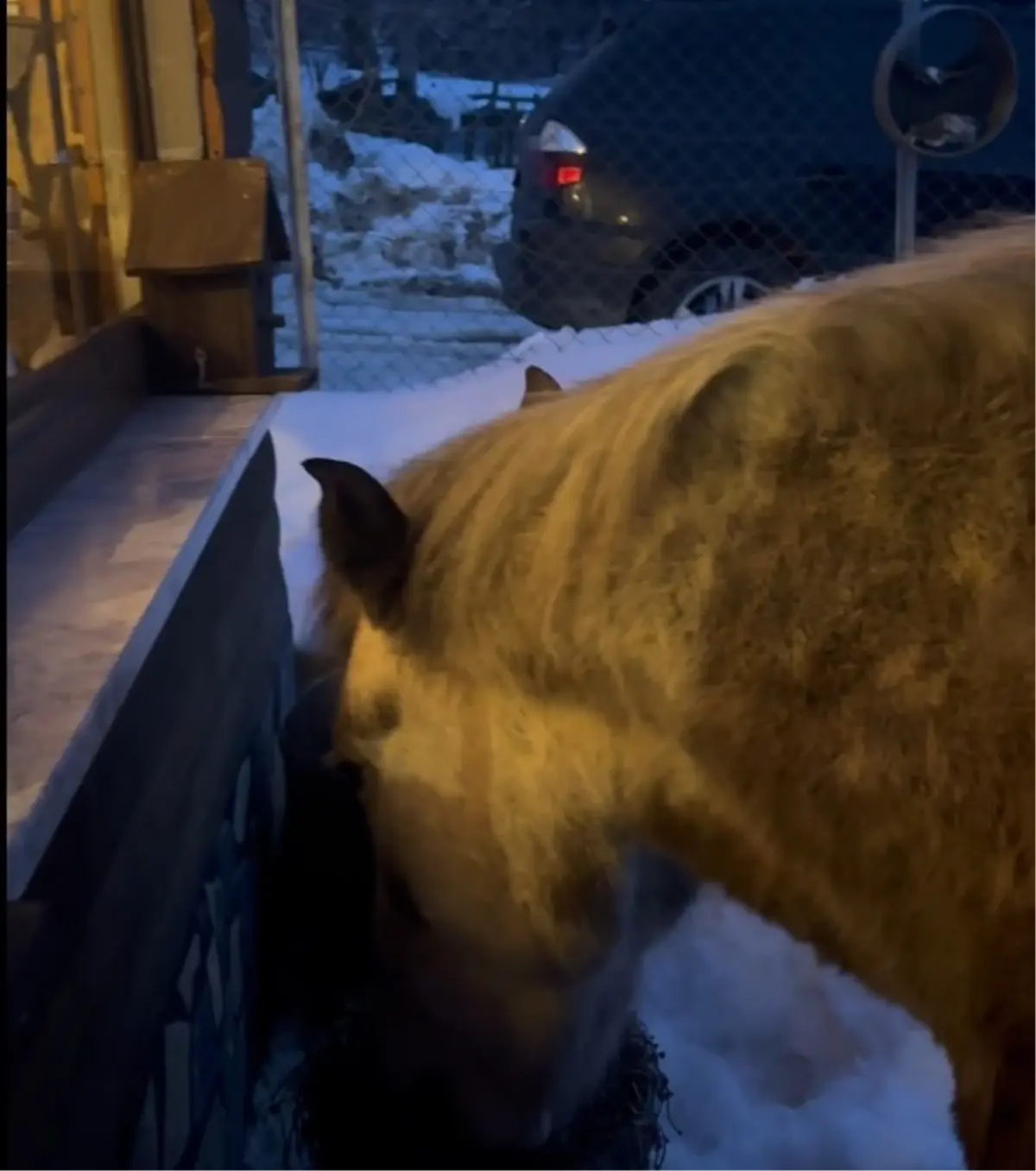 Bolu’da Kar Fırtınası Yılkı Atlarını Zor Duruma Soktu: Çiftçinin Bahçesi Yeni Sığınak Oldu
