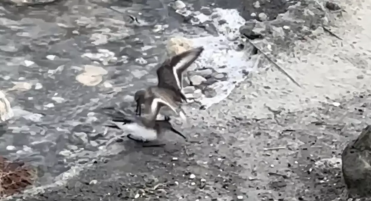 Milleyha Sulak Alanı'nda Kara Karınlı Kum Kuşları Besin Yarışı