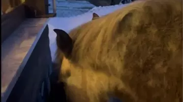 Karlı yaylada aç kalan yılkı atları