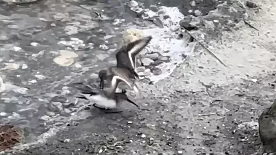 Milleyha Sulak Alanı'nda Kara Karınlı Kum Kuşları Besin Yarışı