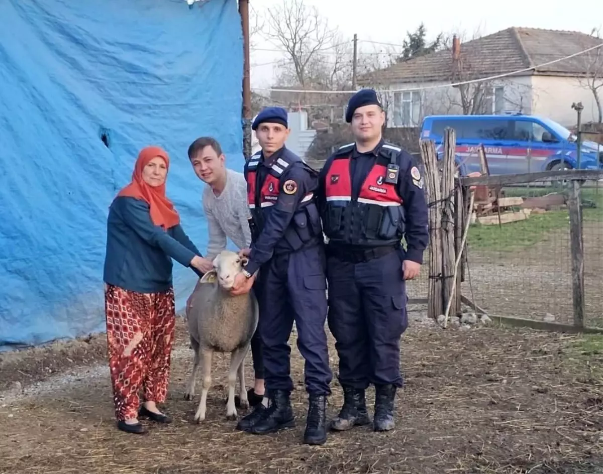 Çanakkale'de Jandarma, 24 Kayıp Küçükbaş Hayvanı Sahiplerine Teslim Etti