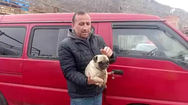 Yangın sonrası kurtarılan köpeğin fotoğrafı