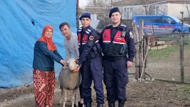 Jandarma ekipleri tarafından bulunan küçükbaş hayvanlar