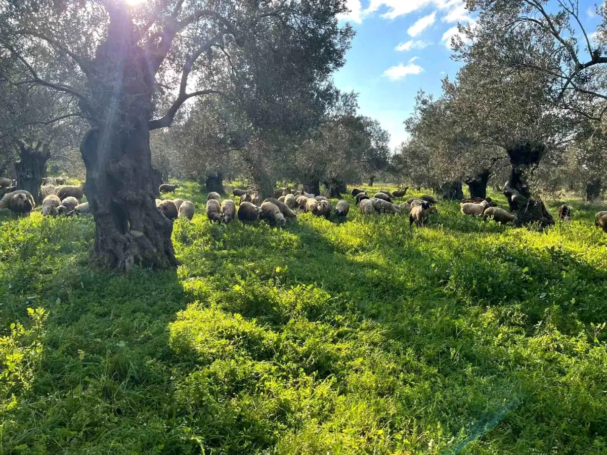 Balıkesir Burhaniye’de Zeytinliklerde Çobanların Hayvan Otlatması Yasaklandı