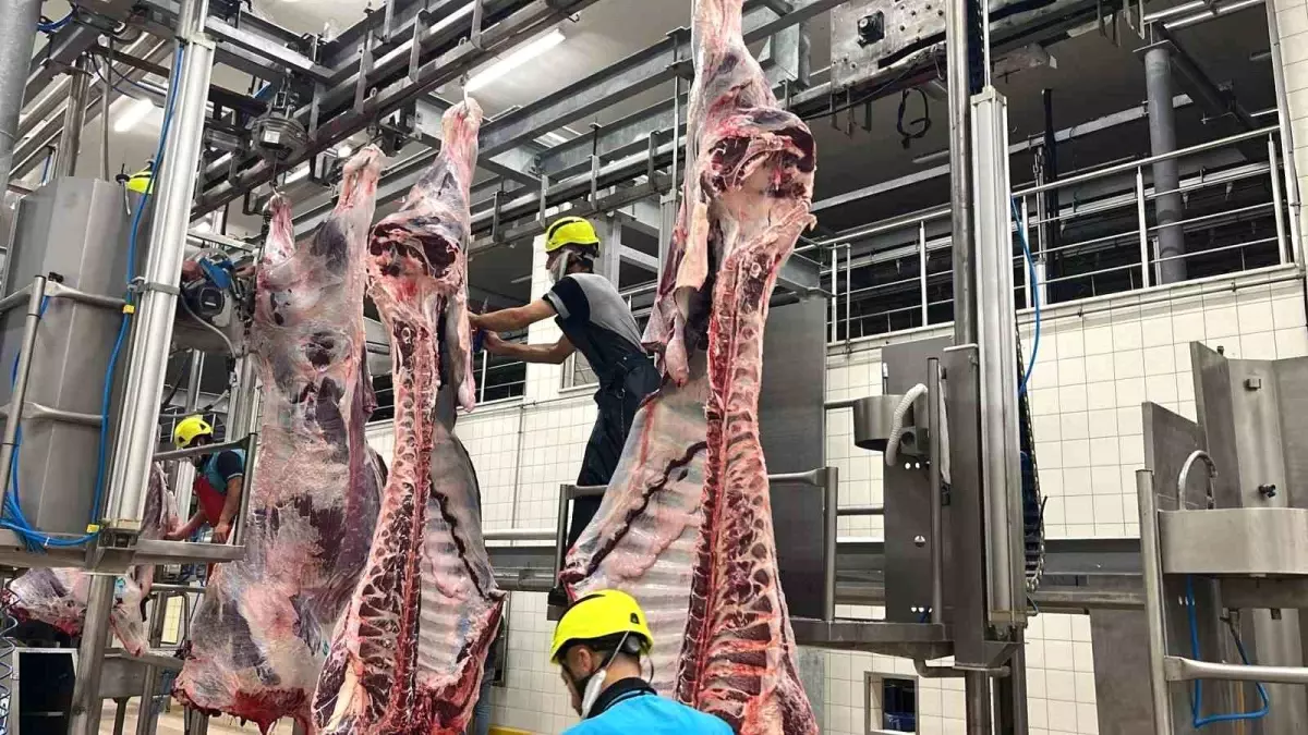 Kocaeli Büyükşehir Belediyesi Mezbahası 2025’te 6.029 Hayvanı İşledi, 1,7 Milyon Kg Et Üretti