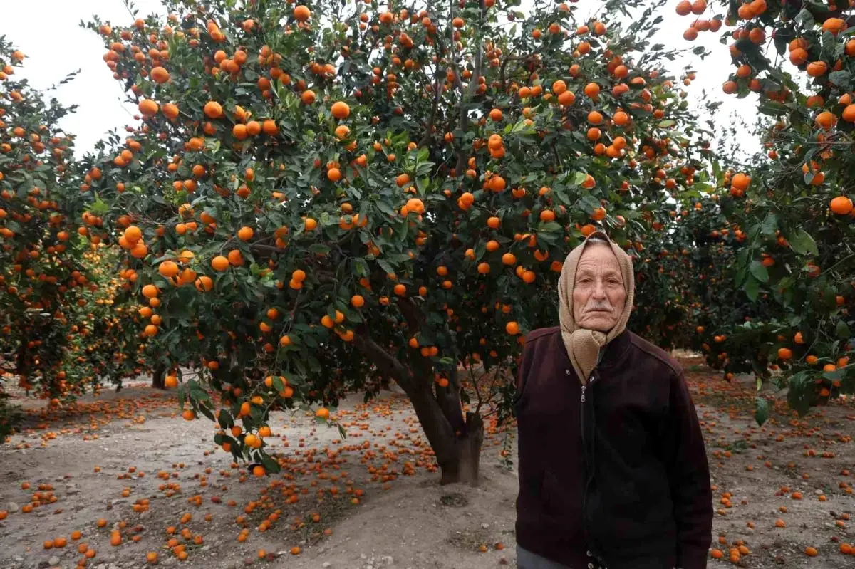 Hatay mandalina bahçeleri