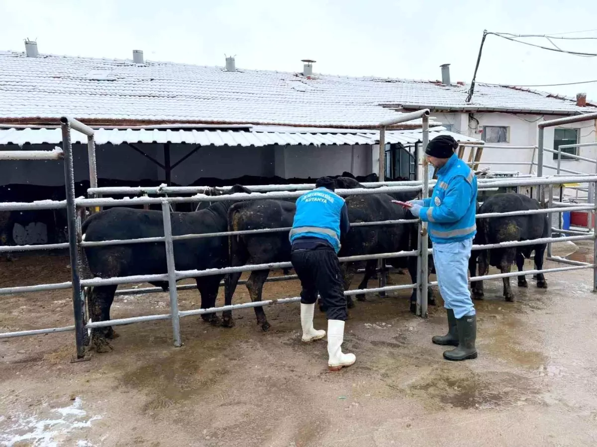 Kütahya’da İthal Sığırlar Sağlık Kontrollerinden Geçiyor ve Yerli Üretime Katkı Sağlayacak