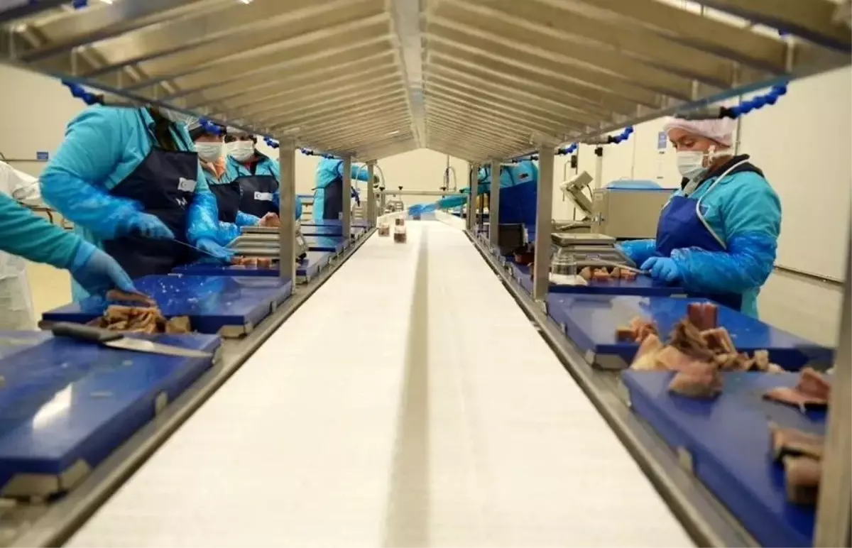 Sinop'ta Deniz Ürünleri İhracatı 2025'te Rekor Seviyeye Ulaştı