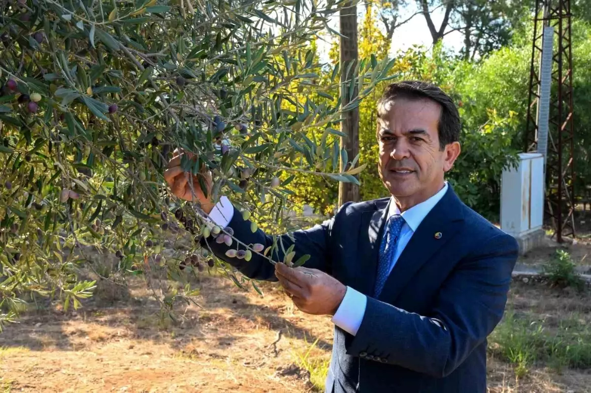 Antalya’da 1. Natürel Sızma Zeytinyağı Kalite Yarışması Başvuruları 15 Ocak’ta Kapandı