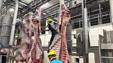 Mezbahada hayvan kesimi ve et işleme